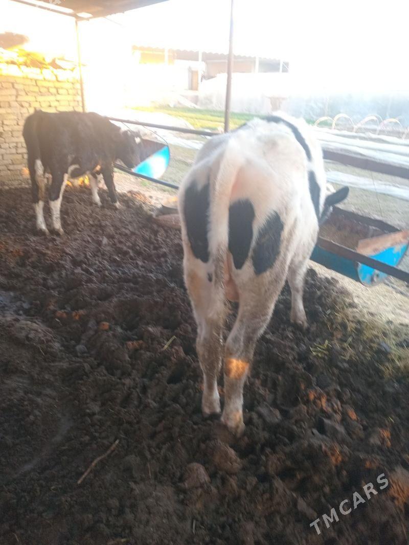 Òkiz - Векильбазар - img 4