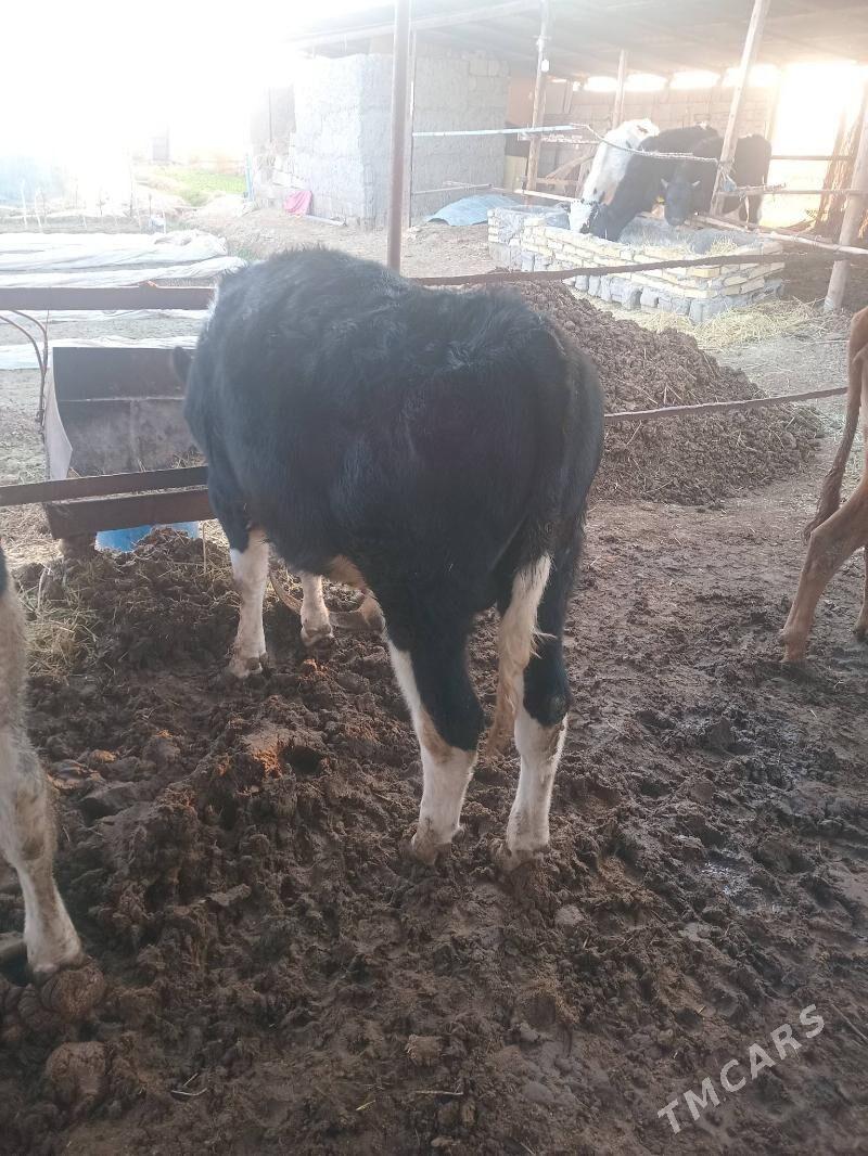 Òkiz - Векильбазар - img 3