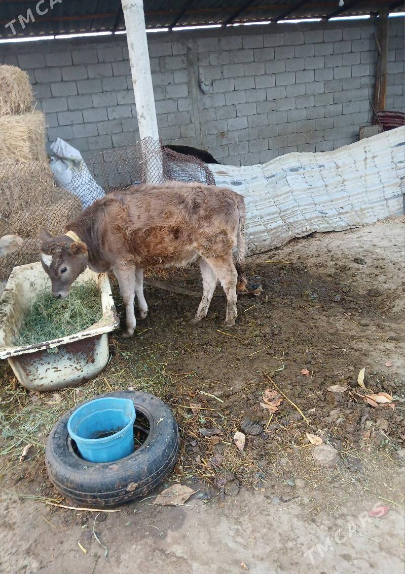 tüwe - Гёкдепе - img 5