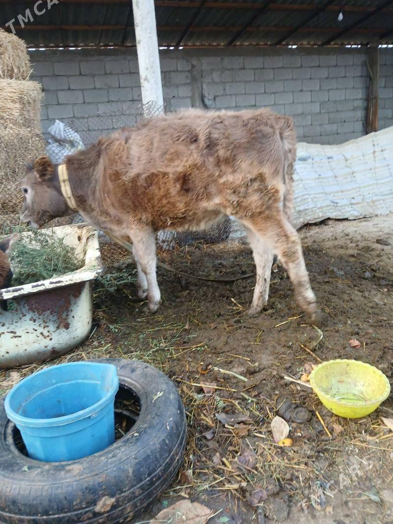 tüwe - Гёкдепе - img 2