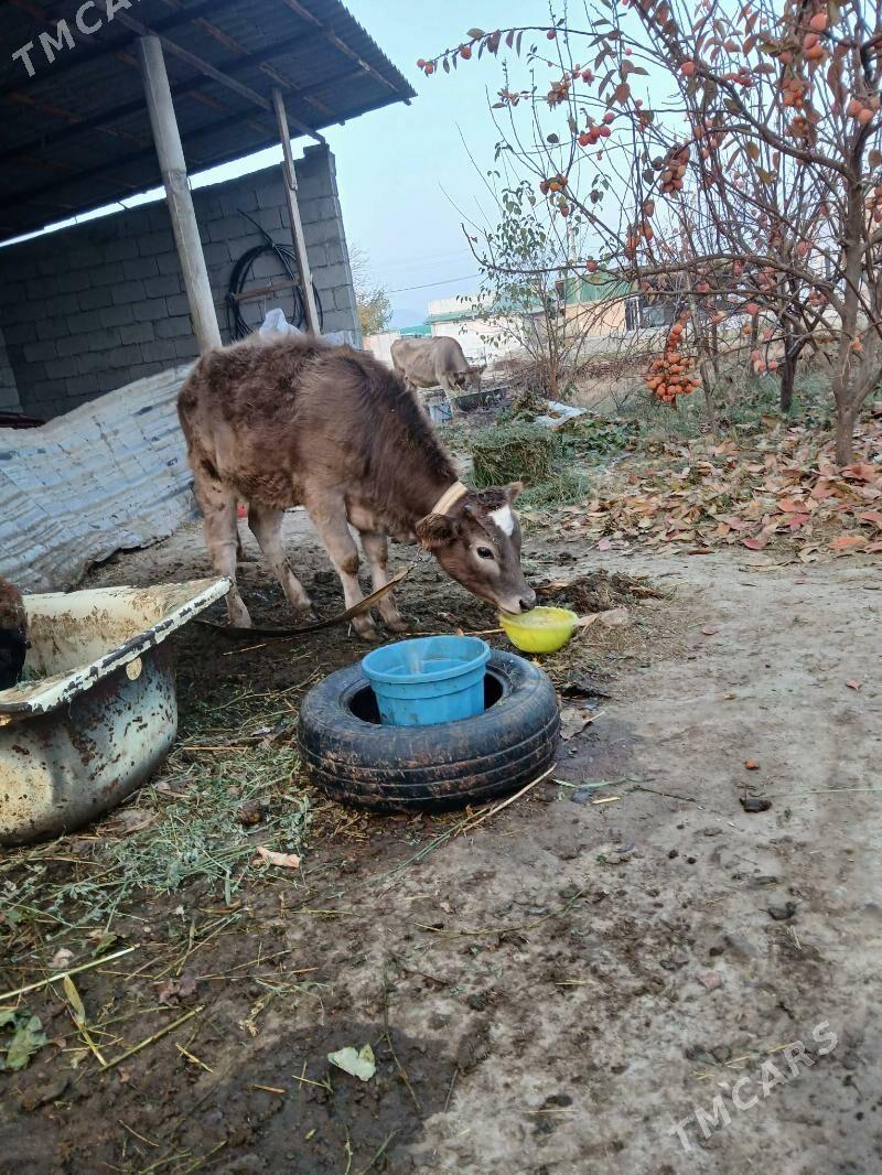 tüwe - Гёкдепе - img 4