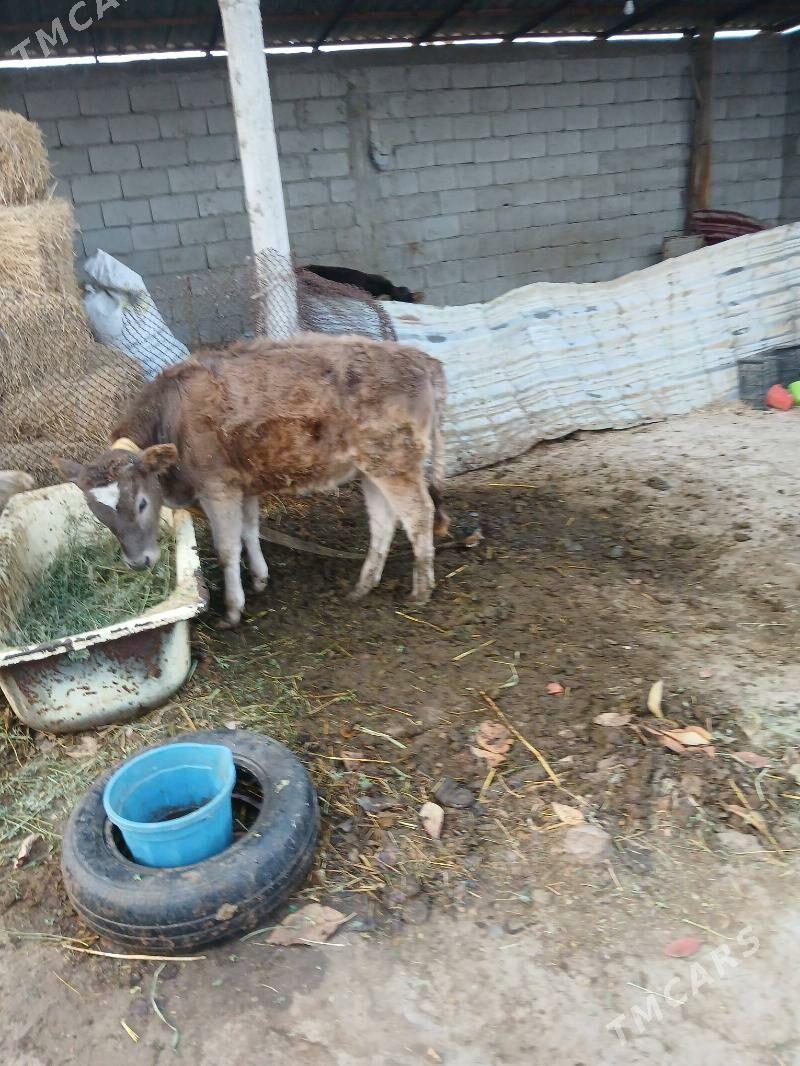 tüwe - Гёкдепе - img 3