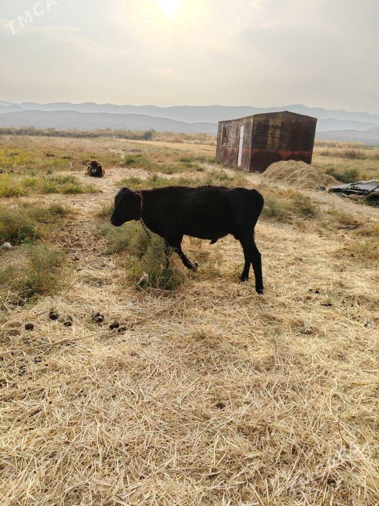 ÖKUZ - Ашхабад - img 3