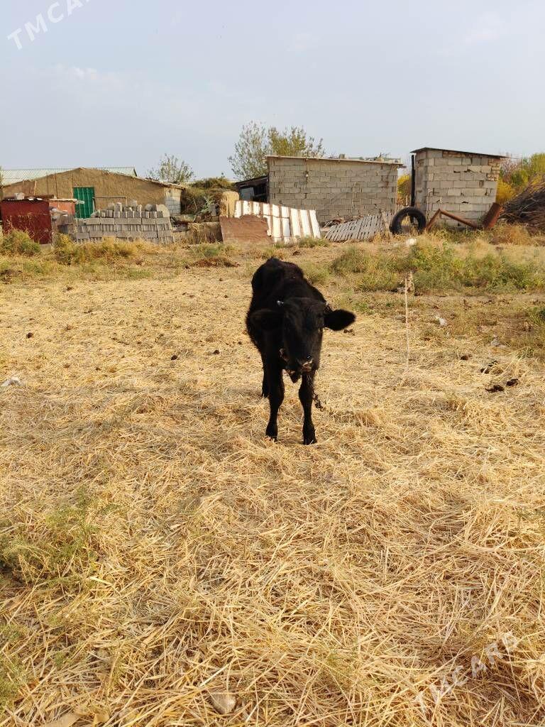 ÖKUZ - Ашхабад - img 2