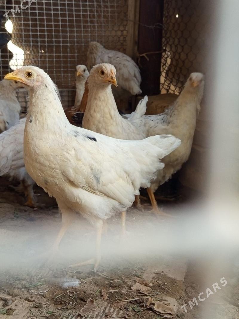 Towuk - Мары - img 3