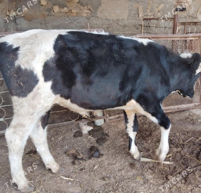 öküz - Бузмеин - img 2