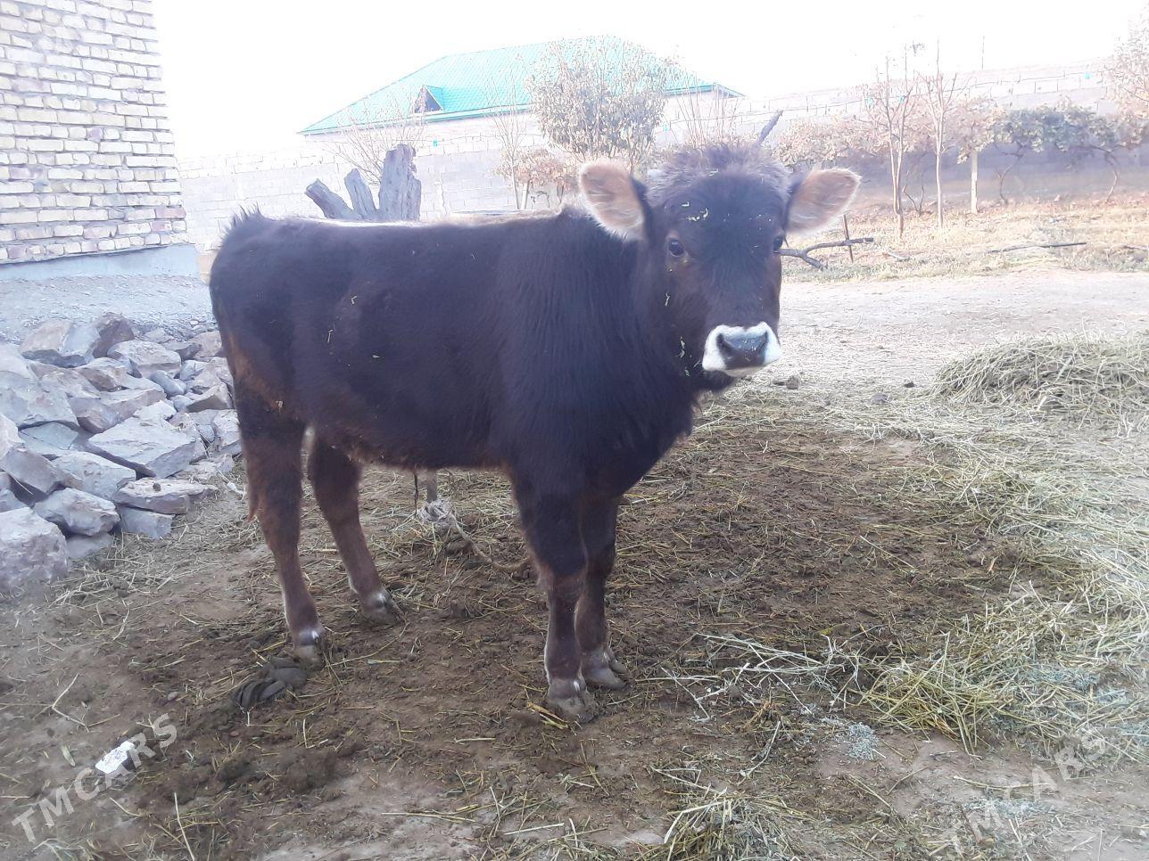 göle - Гёкдепе - img 4