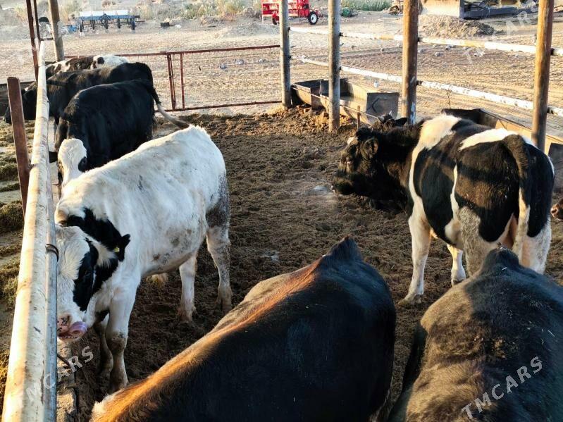 öküzler - Тязе заман - img 2