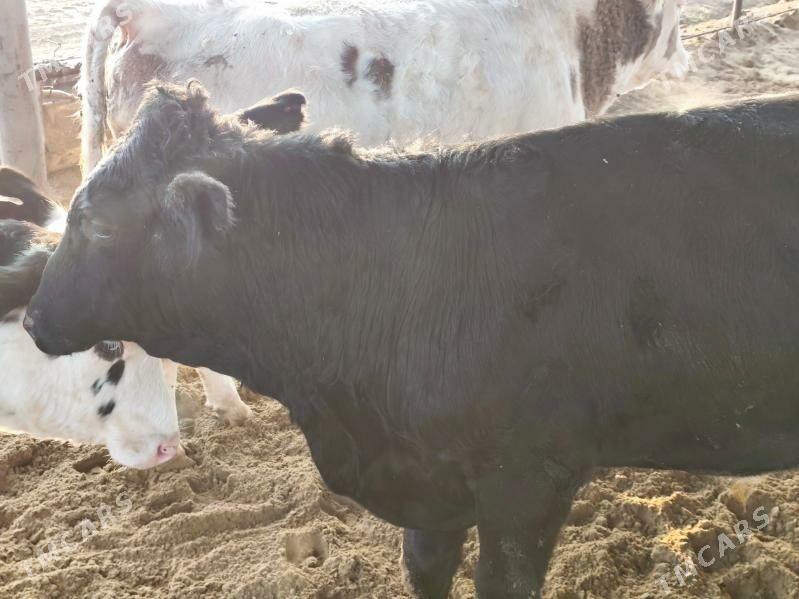 öküzler - Тязе заман - img 4