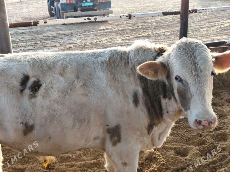 öküzler - Тязе заман - img 3