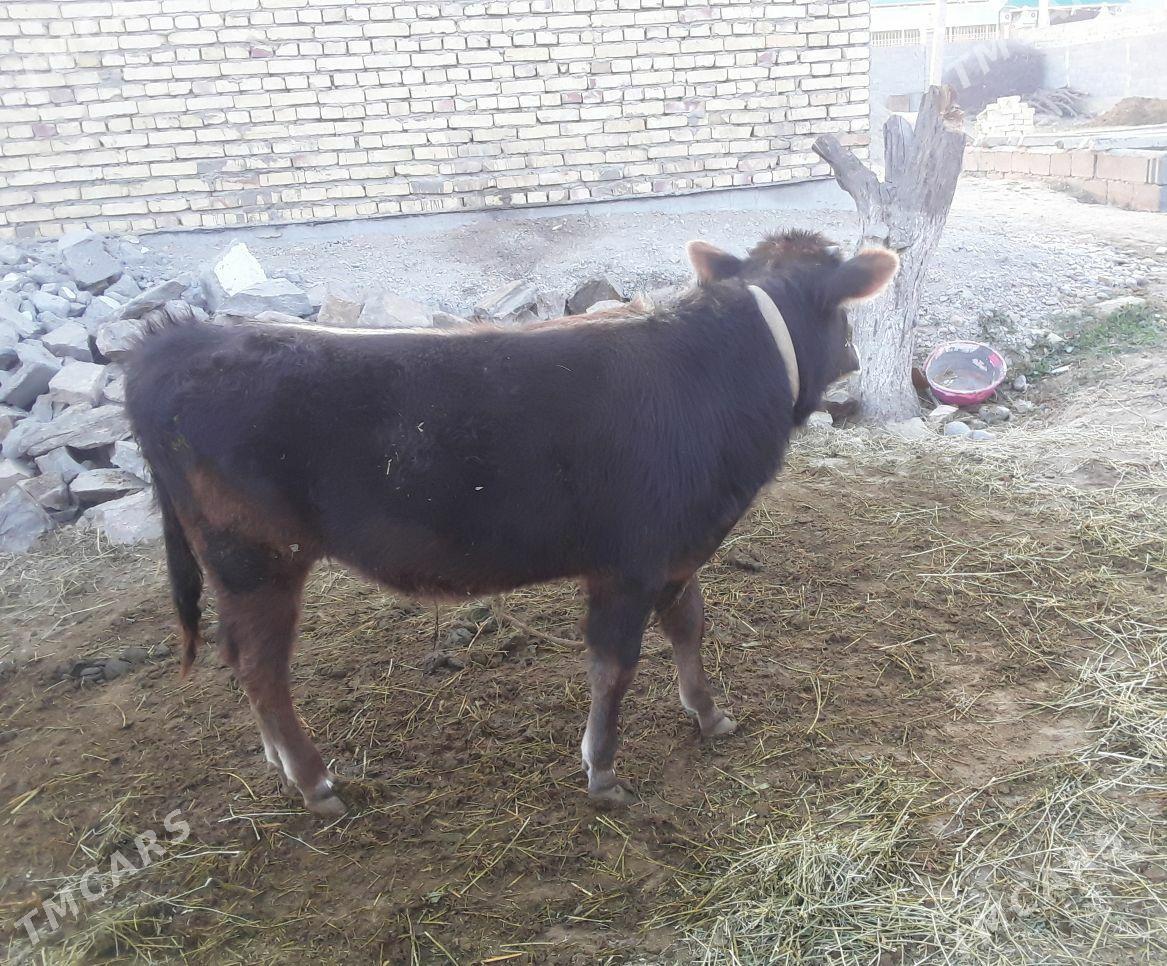 göle - Гёкдепе - img 2