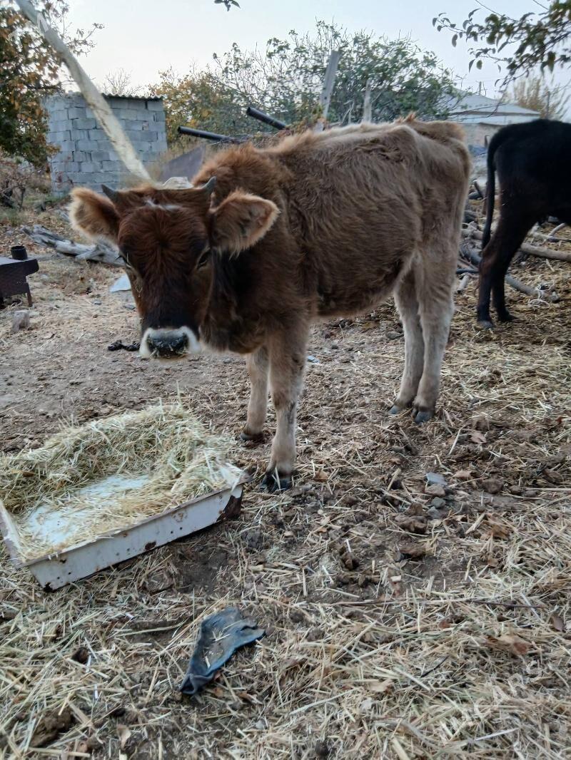 tuwe - Bäherden - img 3