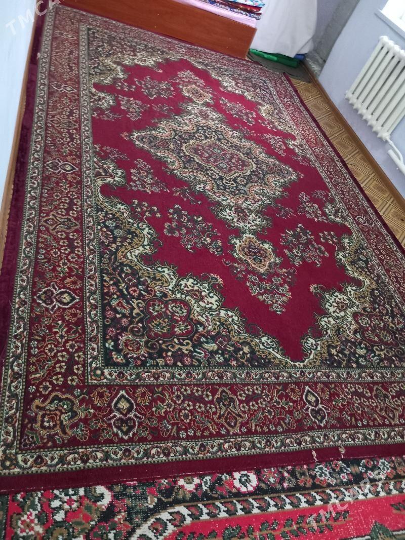 Haly - Daşoguz - img 2