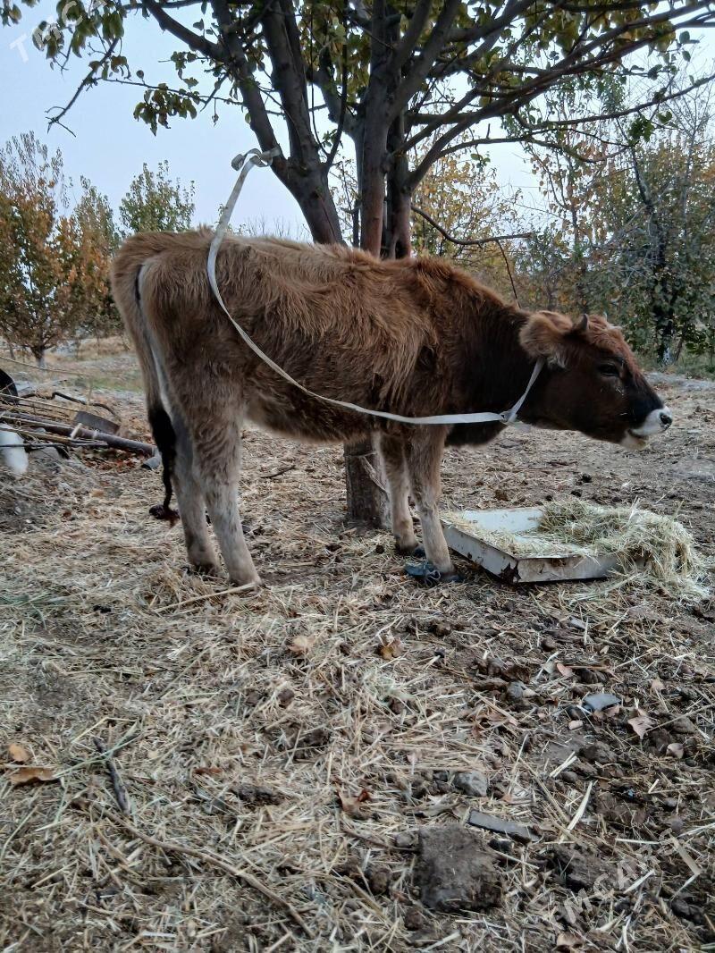 tuwe - Bäherden - img 1