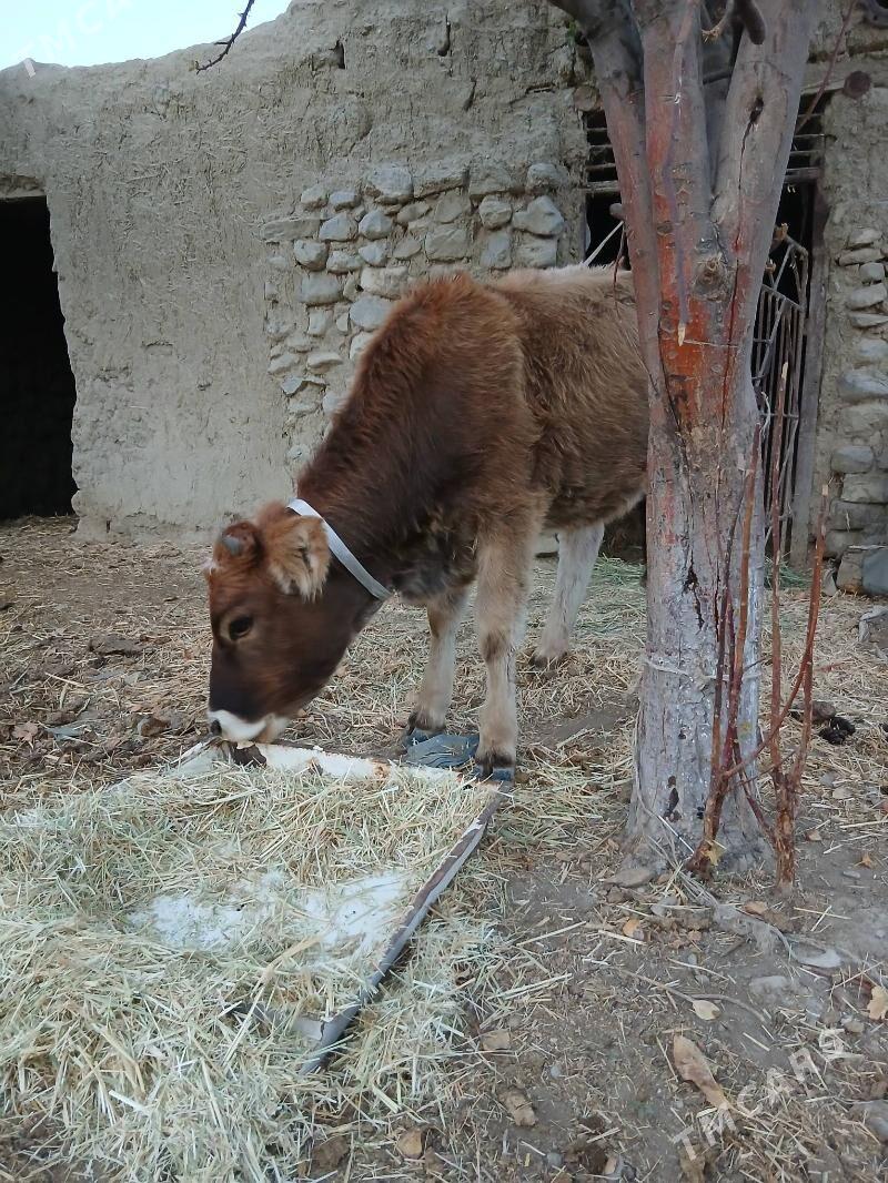 tuwe - Bäherden - img 2