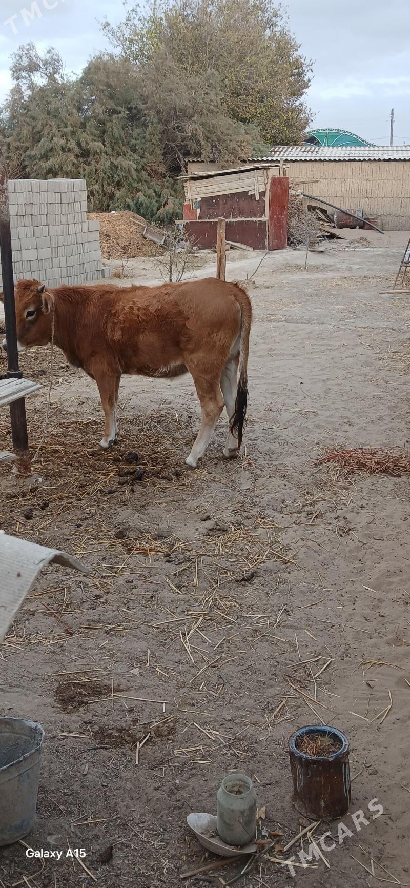 Tohum gole - Гёкдепе - img 1