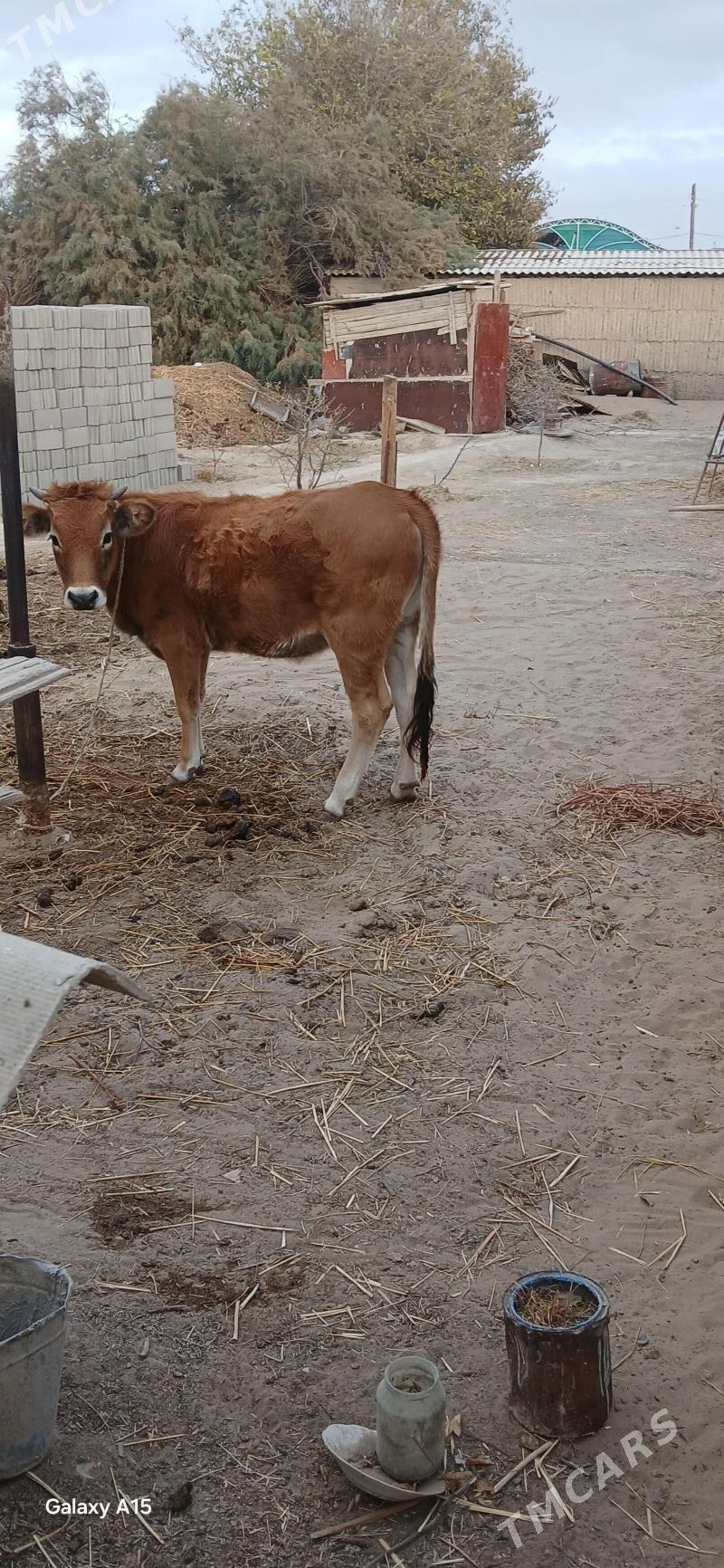 Tohum gole - Гёкдепе - img 2