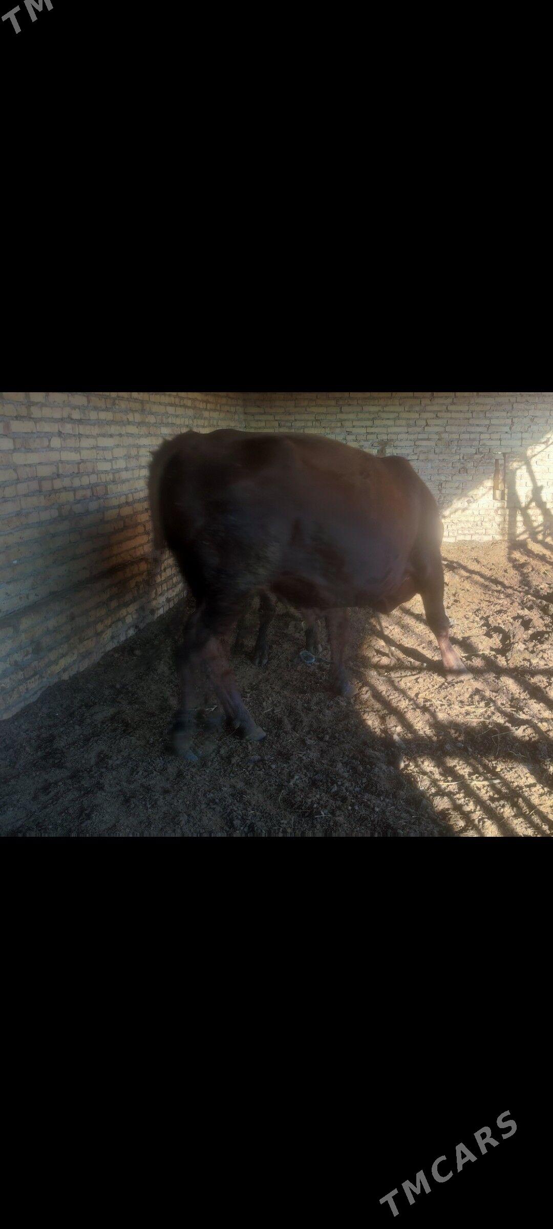 okuz - Керки - img 4