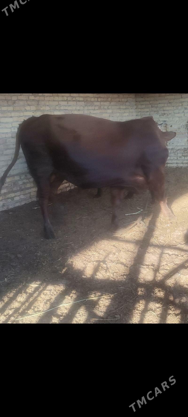 okuz - Керки - img 3