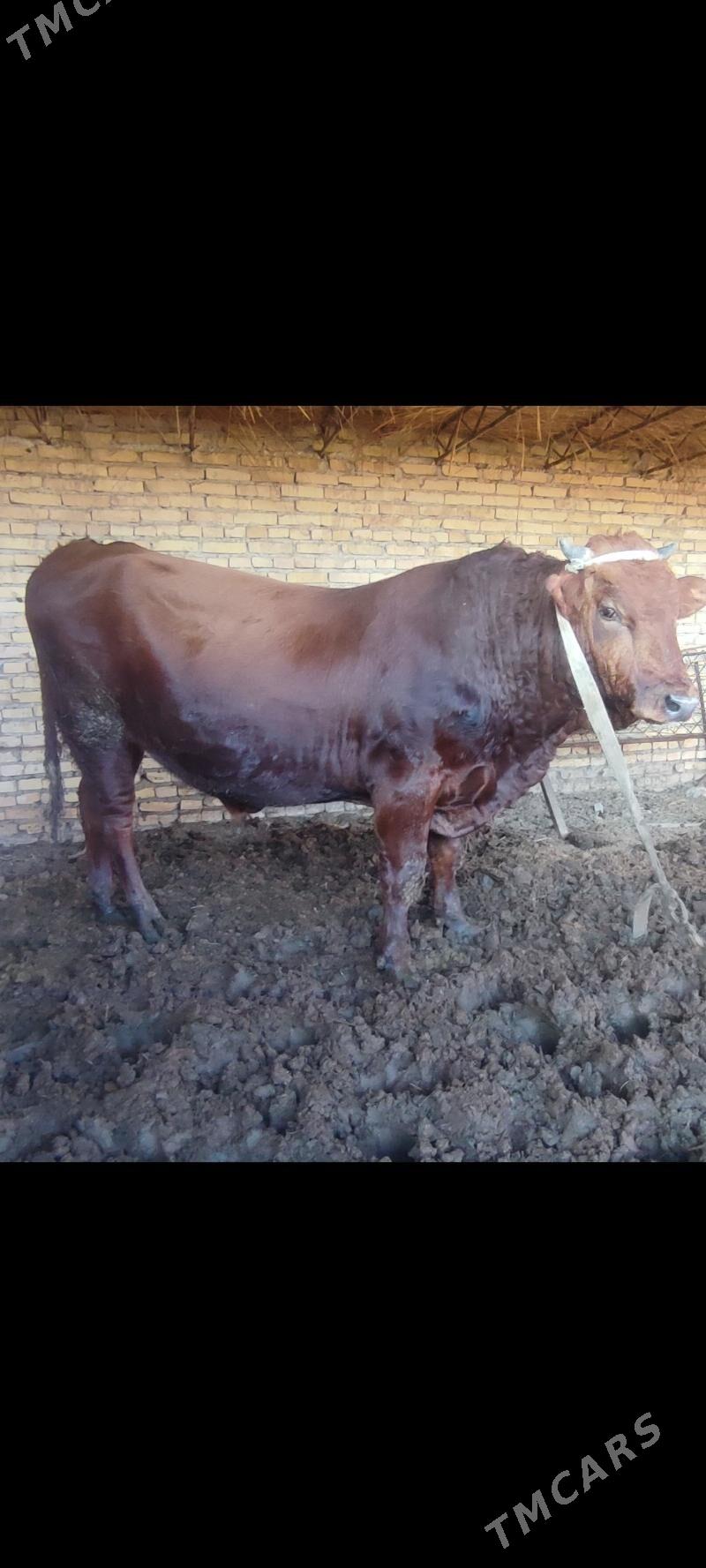 okuz - Керки - img 1