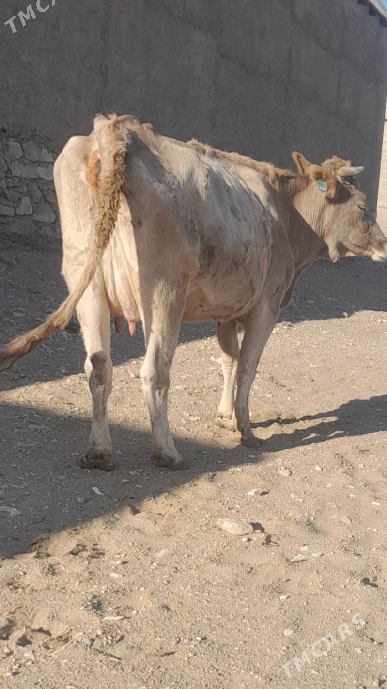 goleli sygyr - Balkanabat - img 3