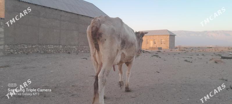 goleli sygyr - Balkanabat - img 2