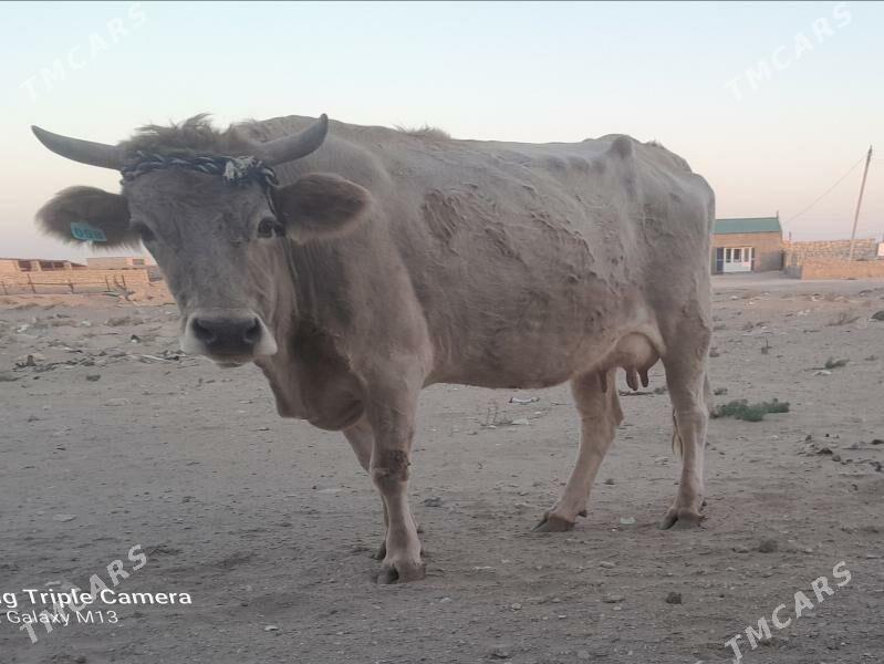 goleli sygyr - Balkanabat - img 4