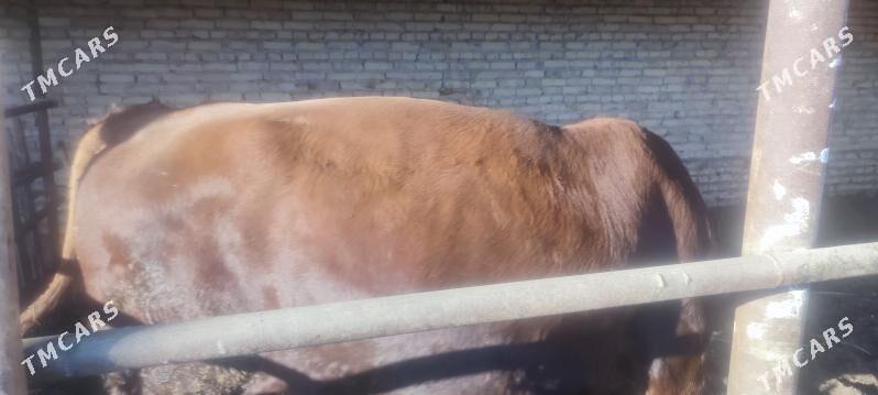 okuz - Керки - img 5