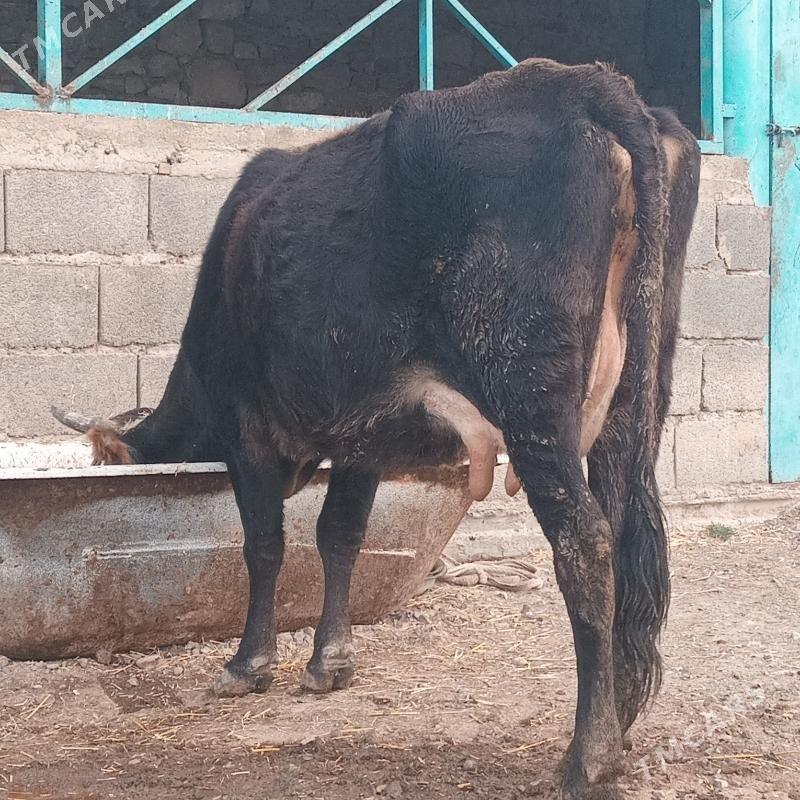 Tohum goleli sygyr - Gyzylarbat - img 1