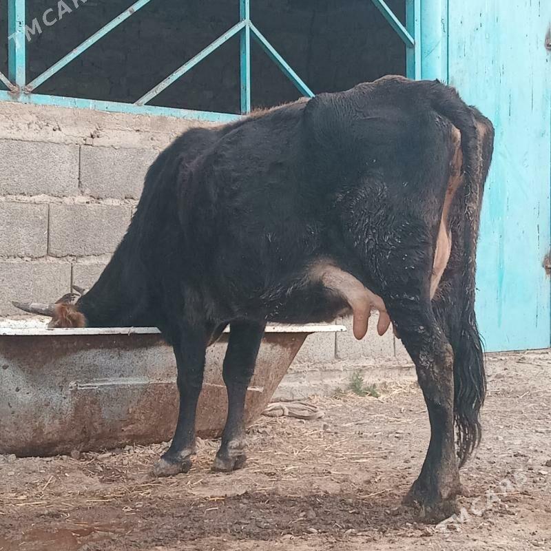 Tohum goleli sygyr - Gyzylarbat - img 2