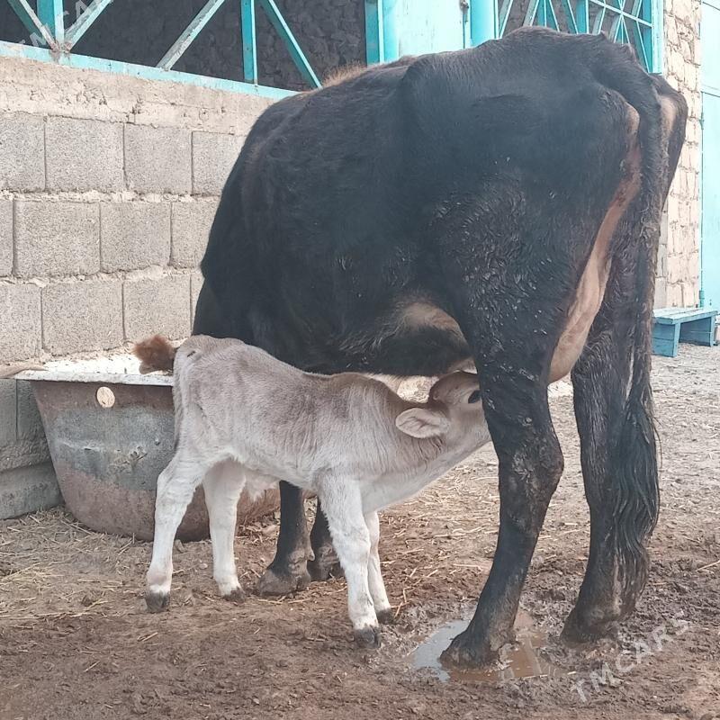 Tohum goleli sygyr - Gyzylarbat - img 5