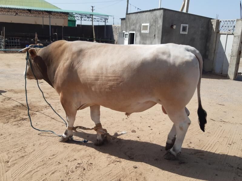 mal sugundur - Ак-Бугдайский этрап - img 2