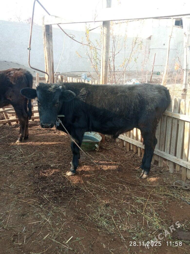 Окуз - Дашогуз - img 2