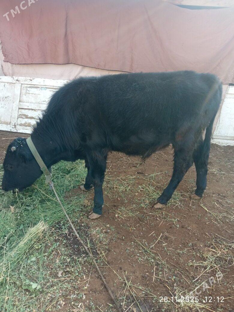 Окуз - Дашогуз - img 1