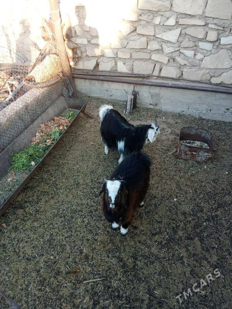 çebiş - Gumdag - img 1