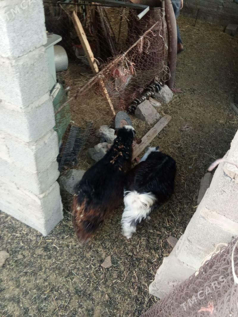 çebiş - Gumdag - img 2