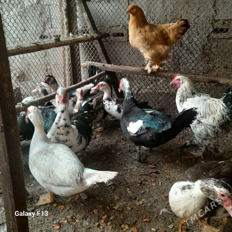 ordek - Кëши - img 6