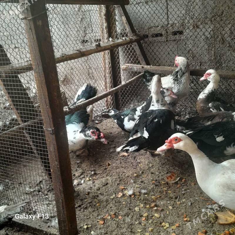 ordek - Кëши - img 3