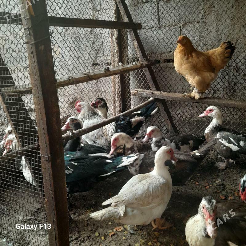 ordek - Кëши - img 2