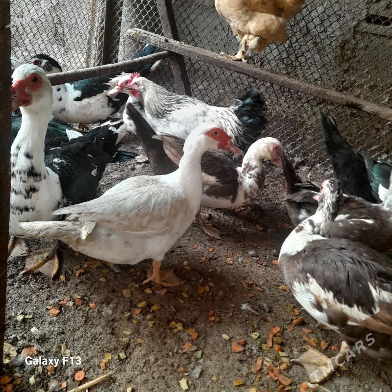 ordek - Кëши - img 4