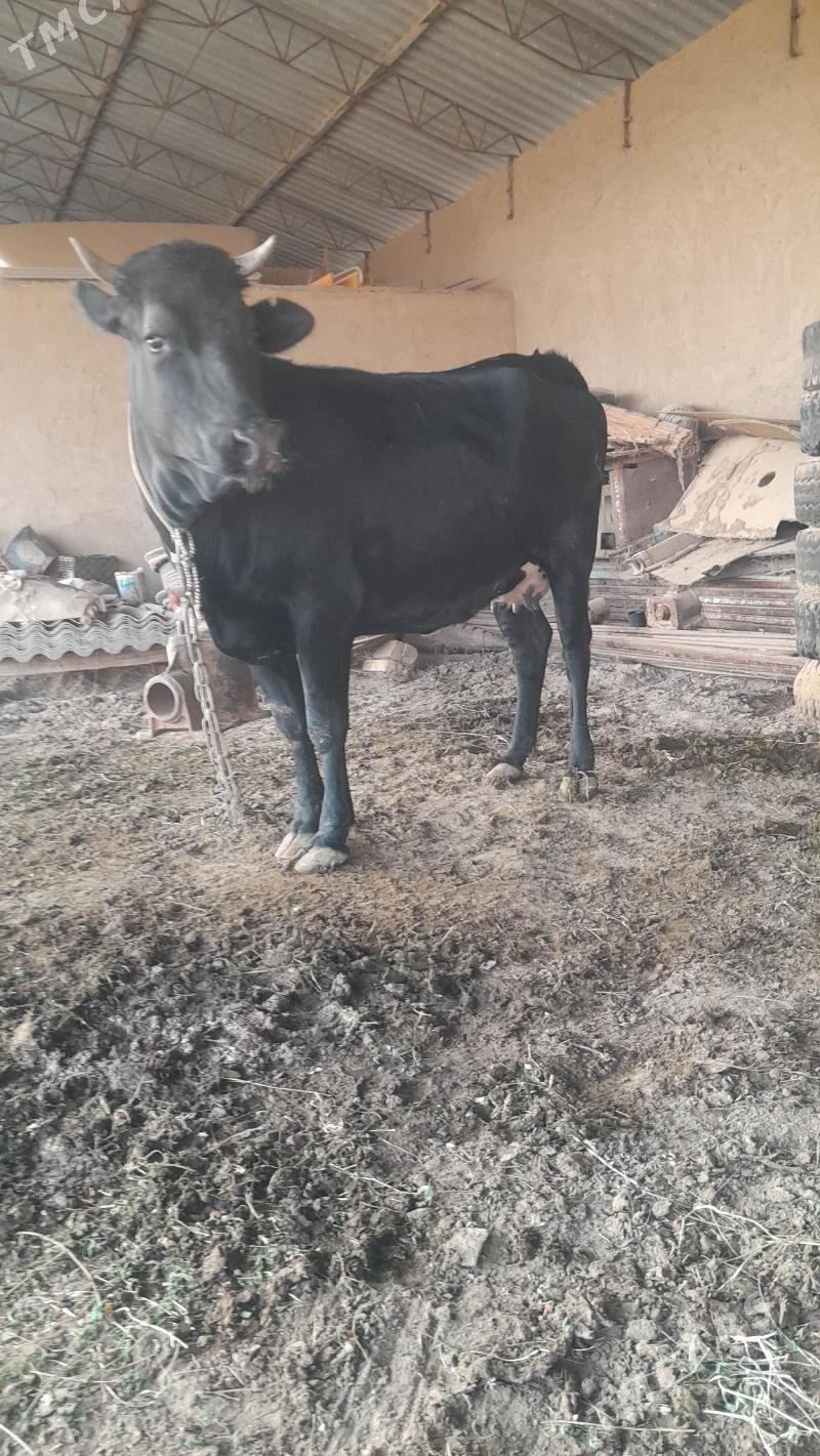 sygyr - Sakarçäge - img 1