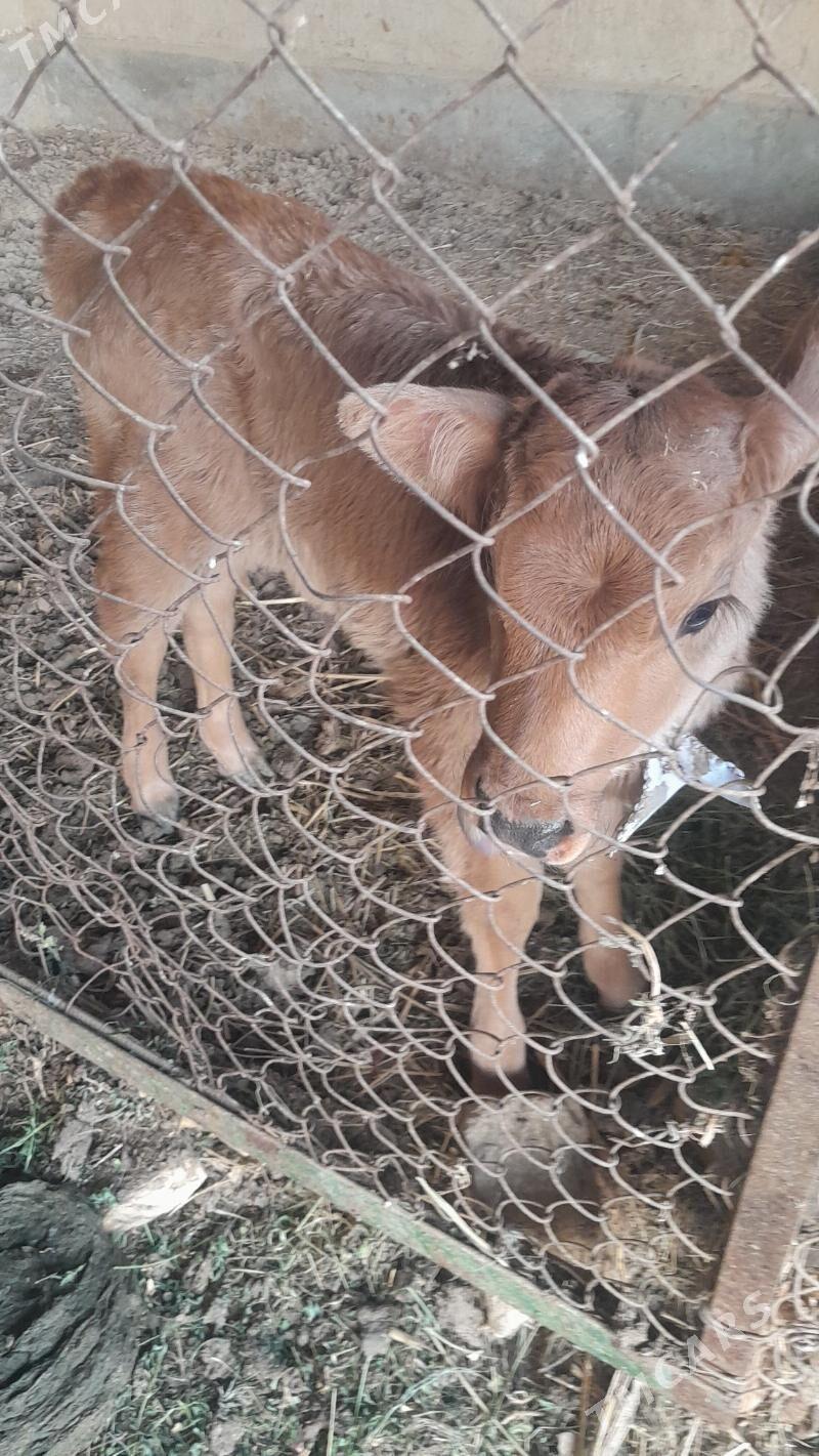 sygyr - Сакарчага - img 2