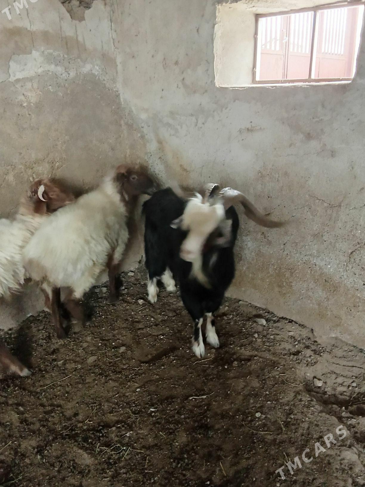 tokly - Гызыларбат - img 3