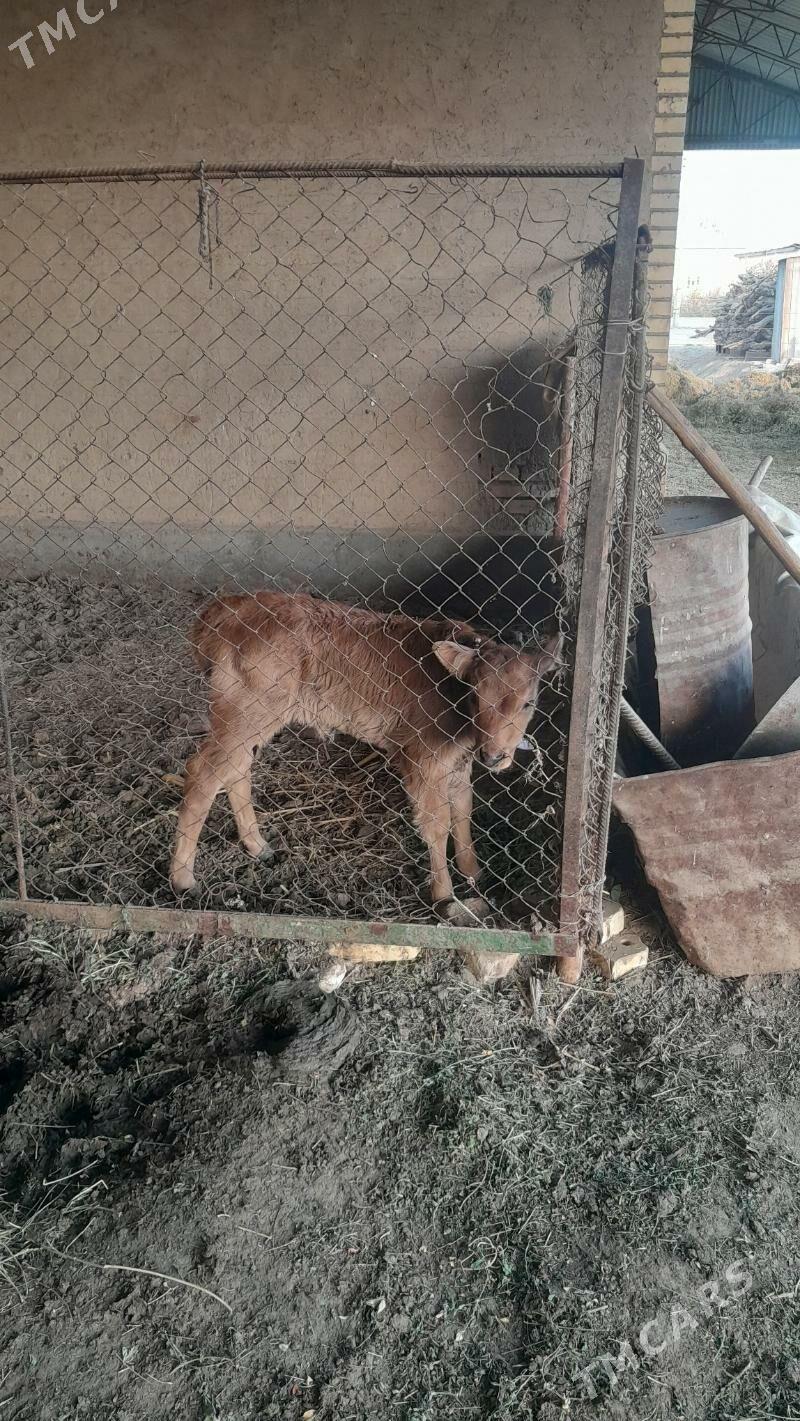 sygyr - Сакарчага - img 3