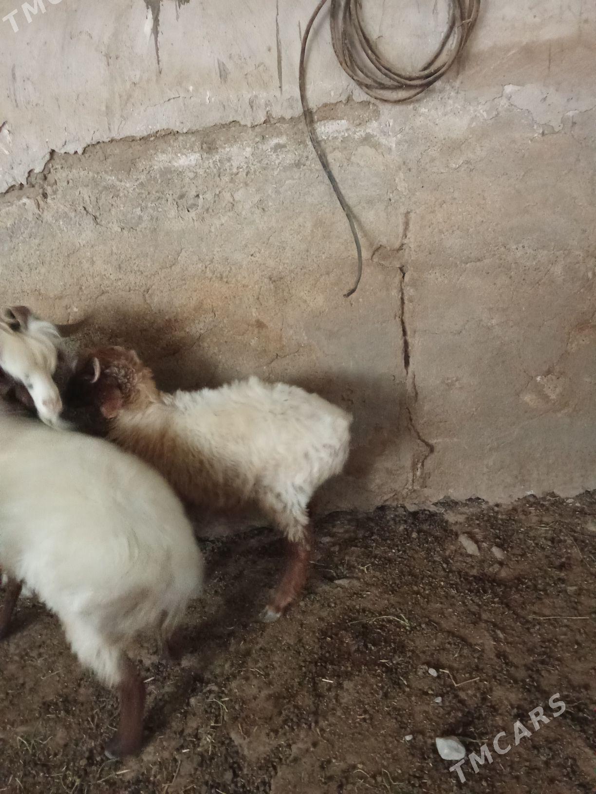 tokly - Гызыларбат - img 5