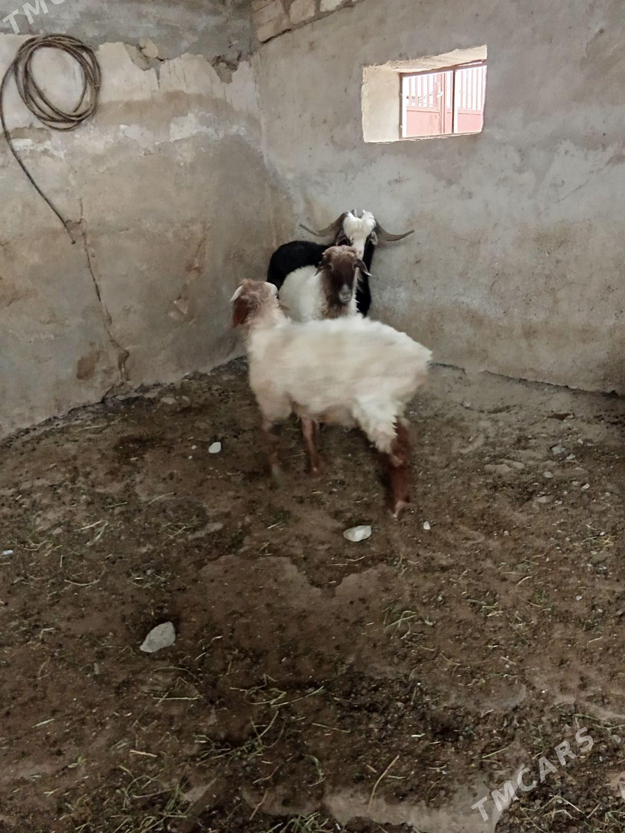 tokly - Гызыларбат - img 4