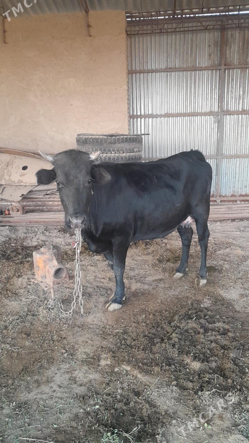 sygyr - Сакарчага - img 4