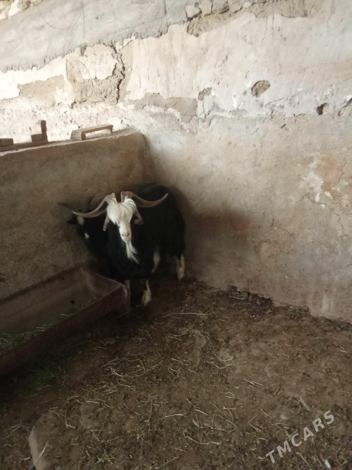 tokly - Гызыларбат - img 2