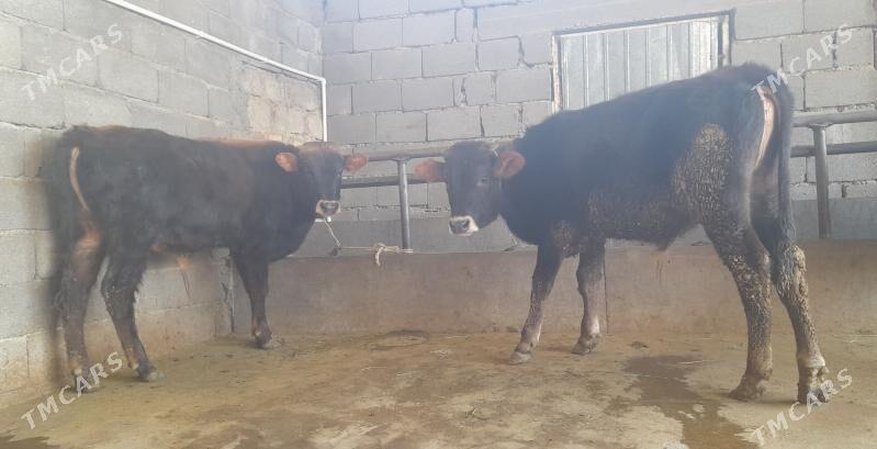 öküz - Büzmeýin - img 2