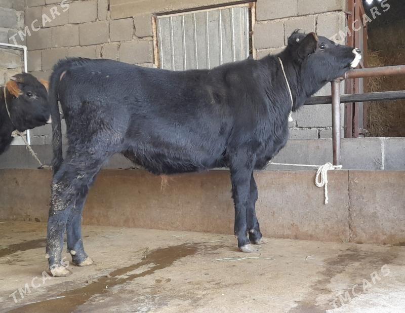 öküz - Büzmeýin - img 7